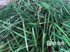塑料扎带（绿条）
